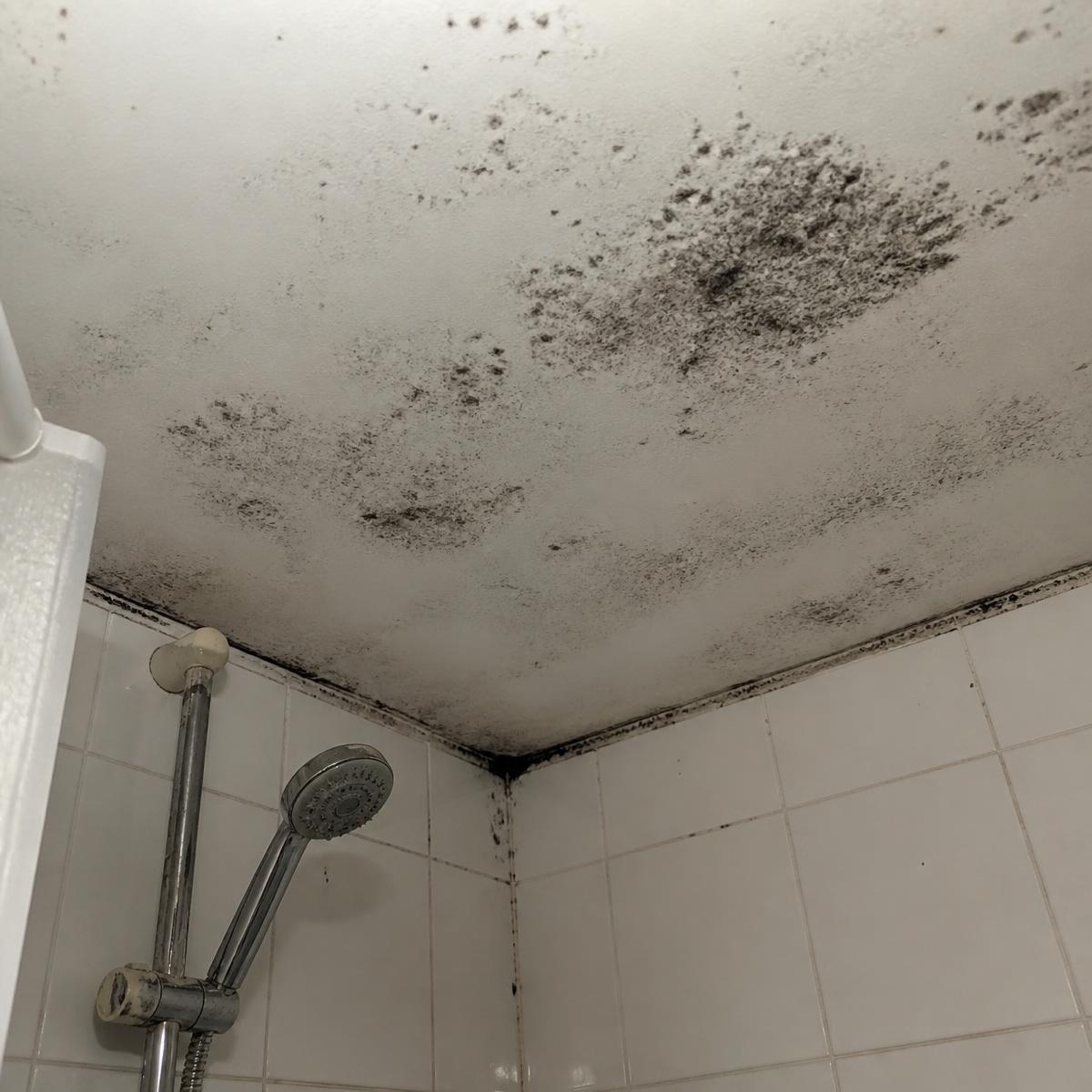 Black mould spreading across a bathroom ceiling above a shower